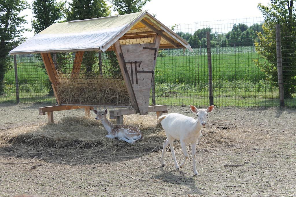 Agriturismo Nonna Rina San Liberale Eksteriør billede